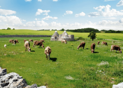 Cows grazing in a field in Puglia with a trulli in the background